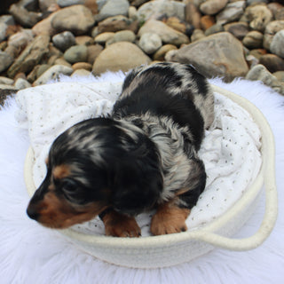 Blueberry - Available Now