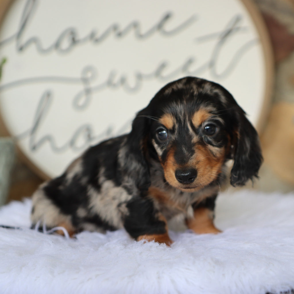 Blueberry - Available Now