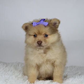 Sara - Available Now