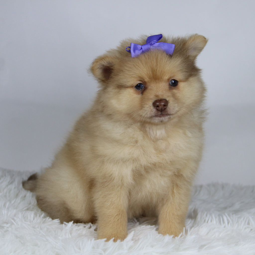 Sara - Available Now