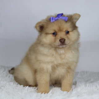 Sara - Available Now