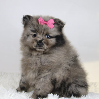 Elsa - Available Now