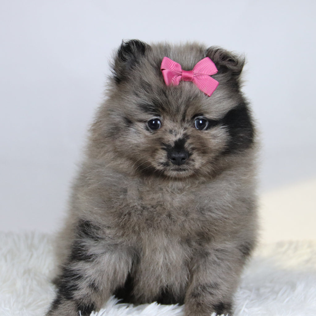 Elsa - Available Now