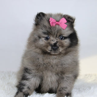 Elsa - Available Now