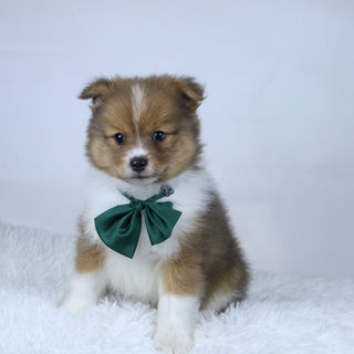 Hunter - Available Now