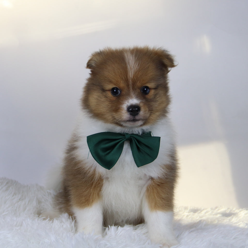 Hunter - Available Now