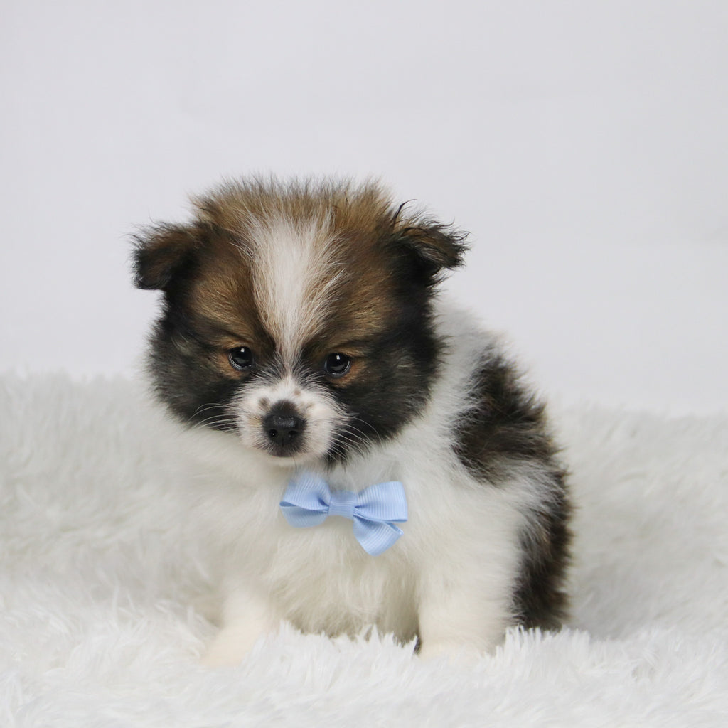 Graham - Available Now