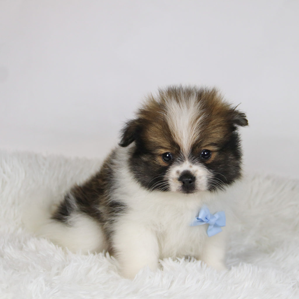 Graham - Available 11/19