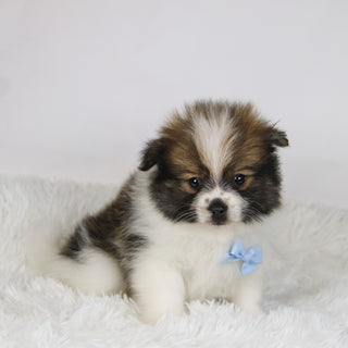 Graham - Available Now