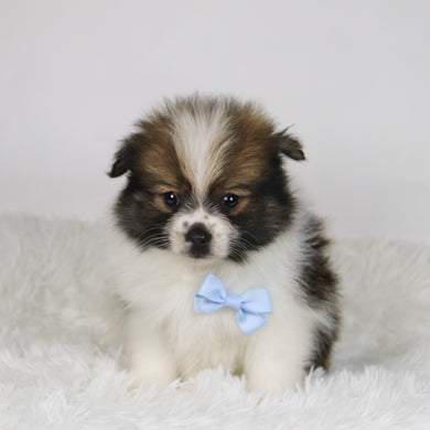 Graham - Available 11/19