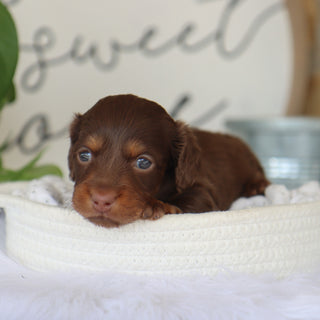 Macy - Available Now