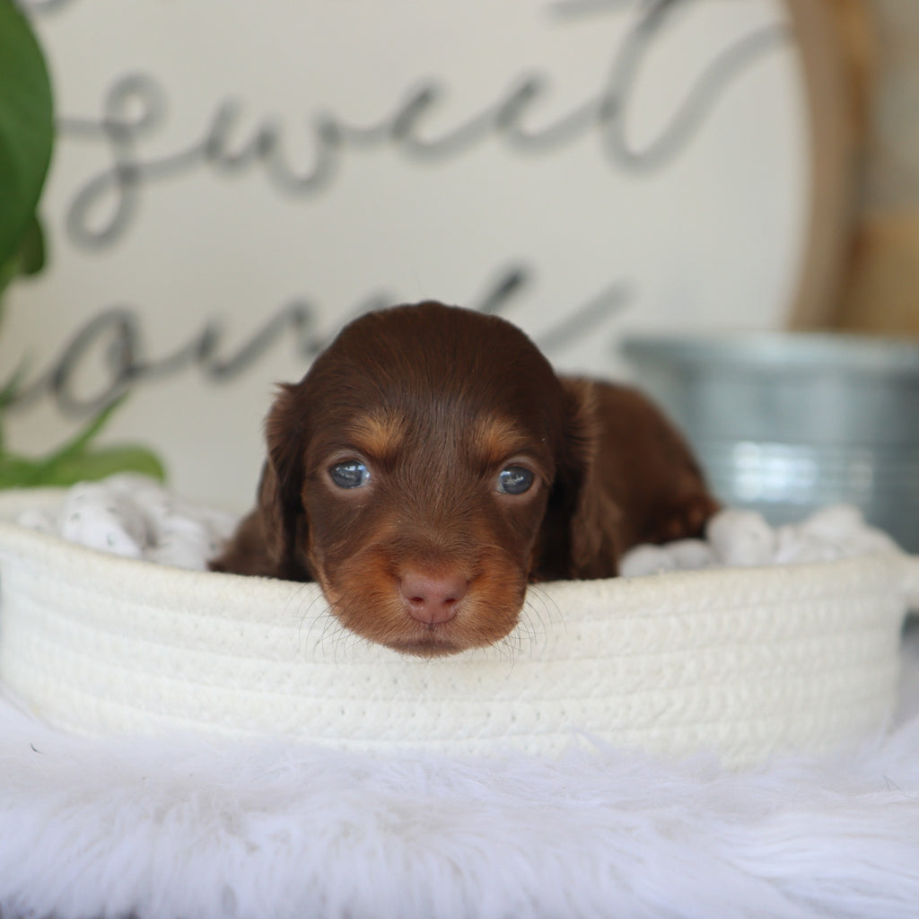 Macy - Available Now