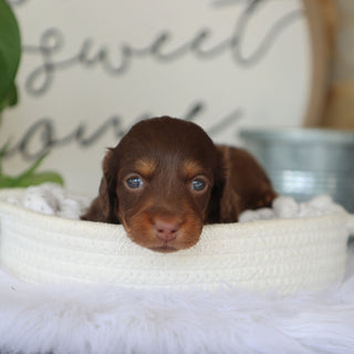 Macy - Available Now