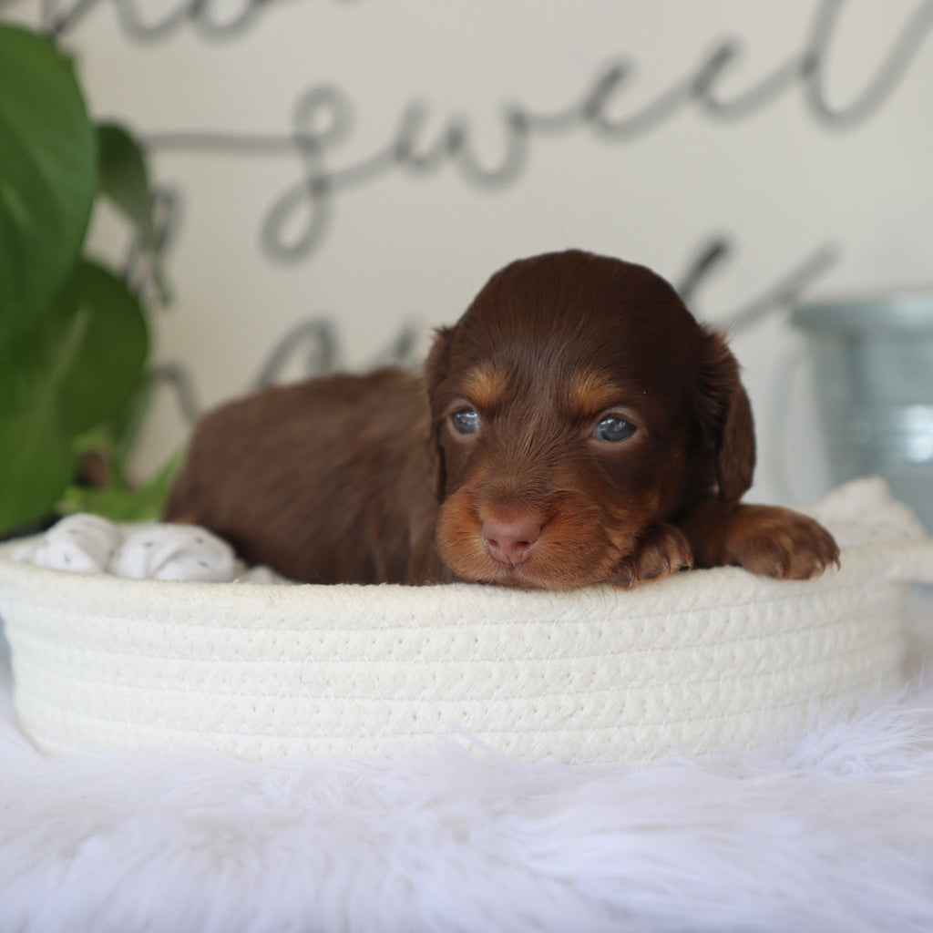 Macy - Available Now