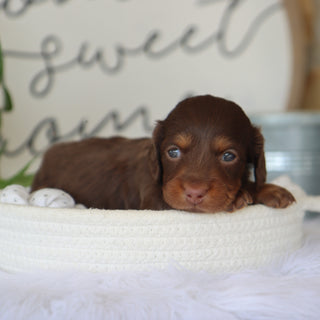 Macy - Available Now