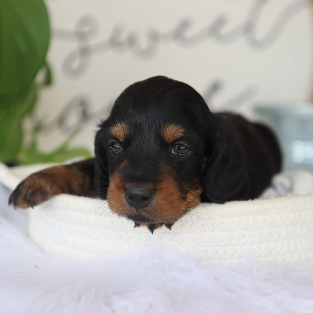 Karl - Available Now