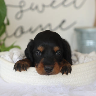 Karl - Available Now