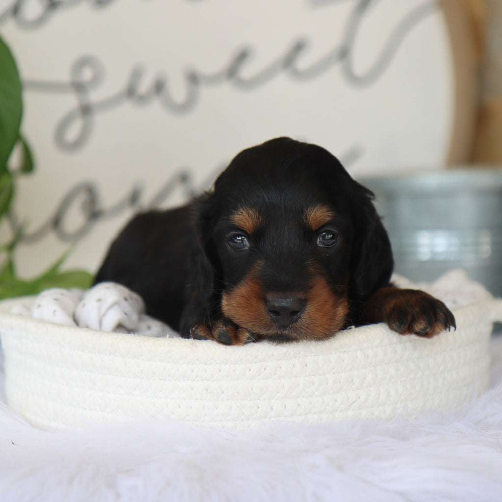 Karl - Available Now