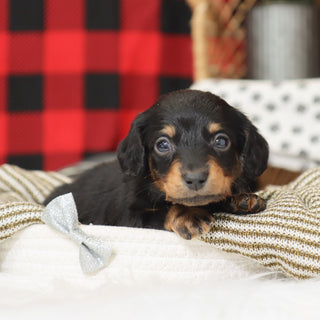 Benson - Available 1/14