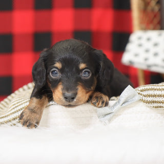 Benson - Available 1/14