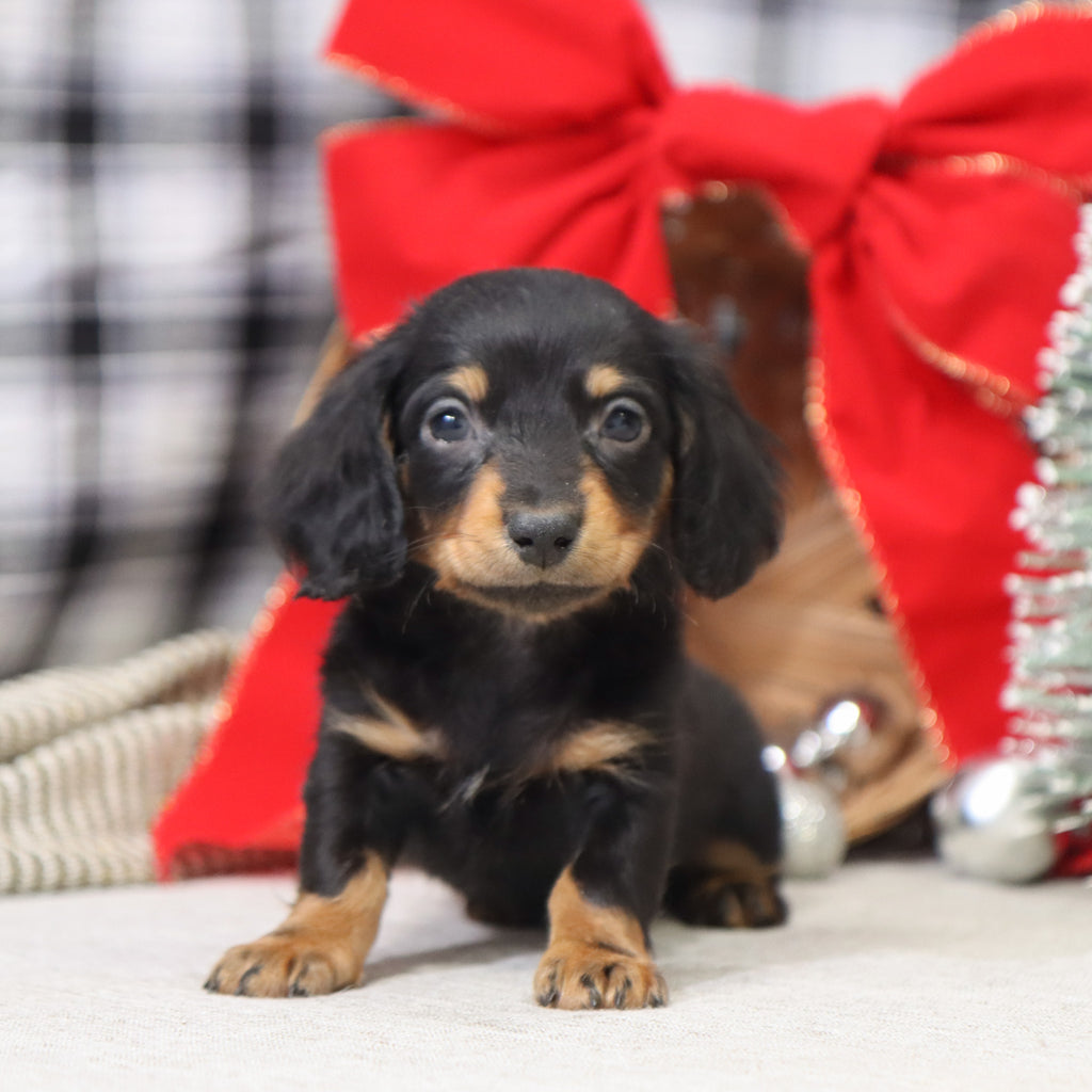 Benson - Available 1/14