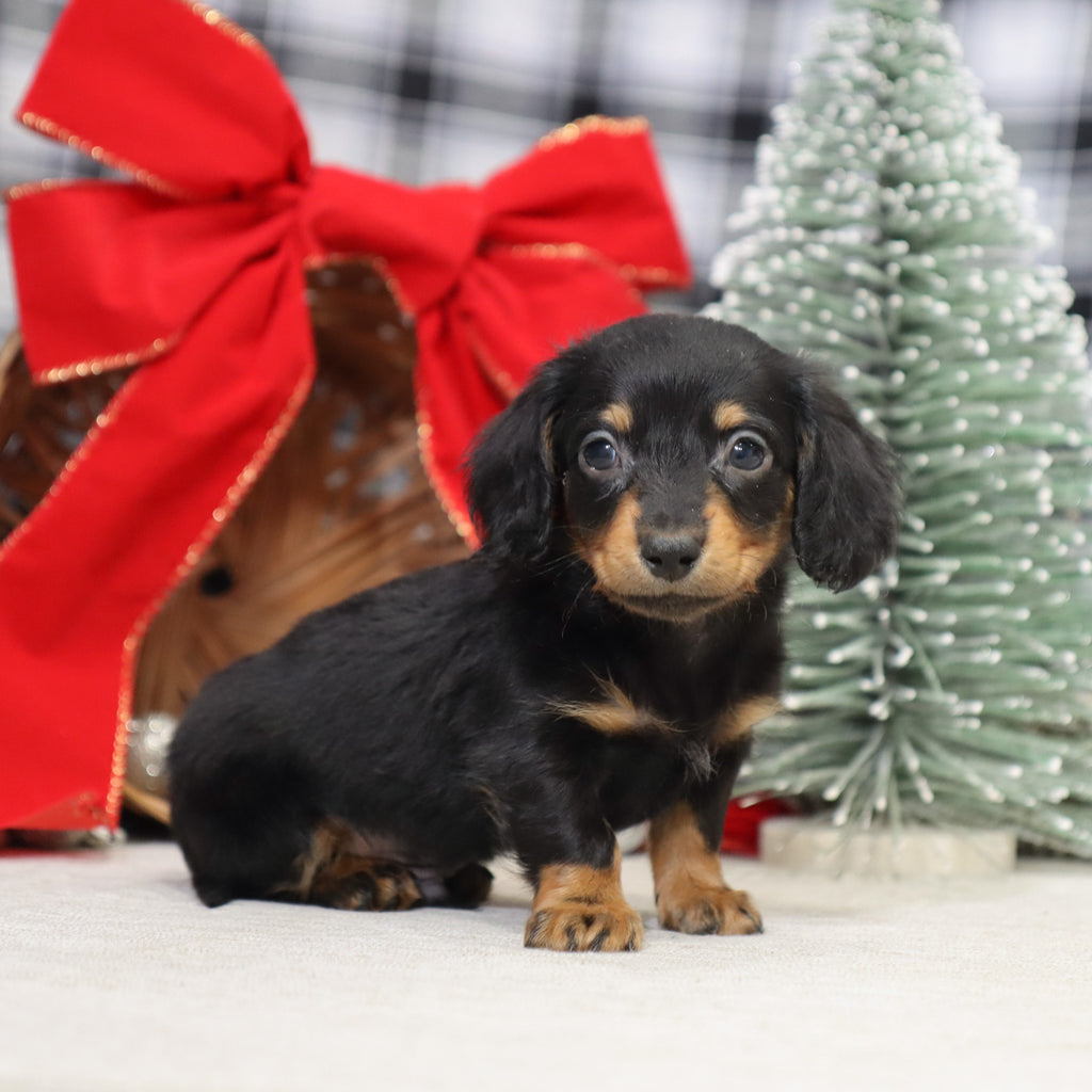 Benson - Available 1/14