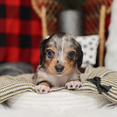 Gunther - Available 1/14