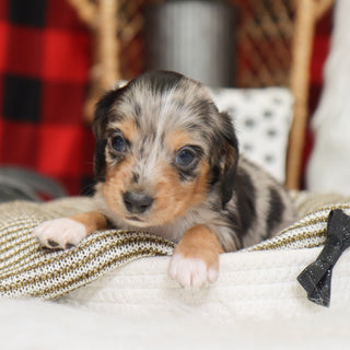 Gunther - Available 1/14