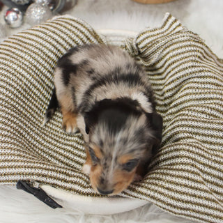 Gunther - Available 1/14