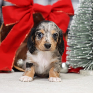 Gunther - Available 1/14