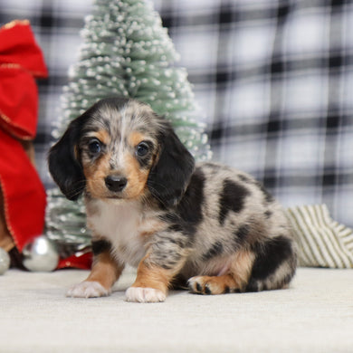 Gunther - Available 1/14