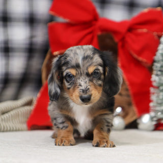 Sam - Available 1/14