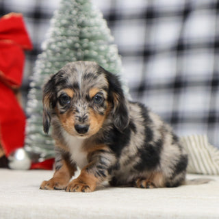 Sam - Available 1/14