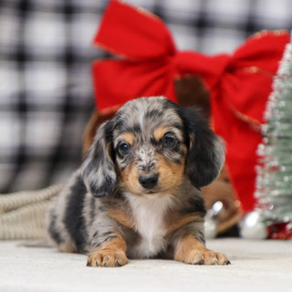 Sam - Available 1/14