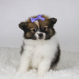 Maggie - Available 11/19