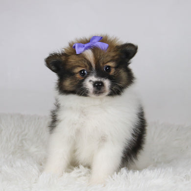 Maggie - Available Now