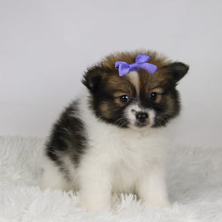 Maggie - Available 11/19