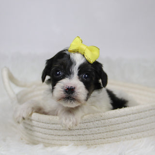 Caledonia - Available 12/10