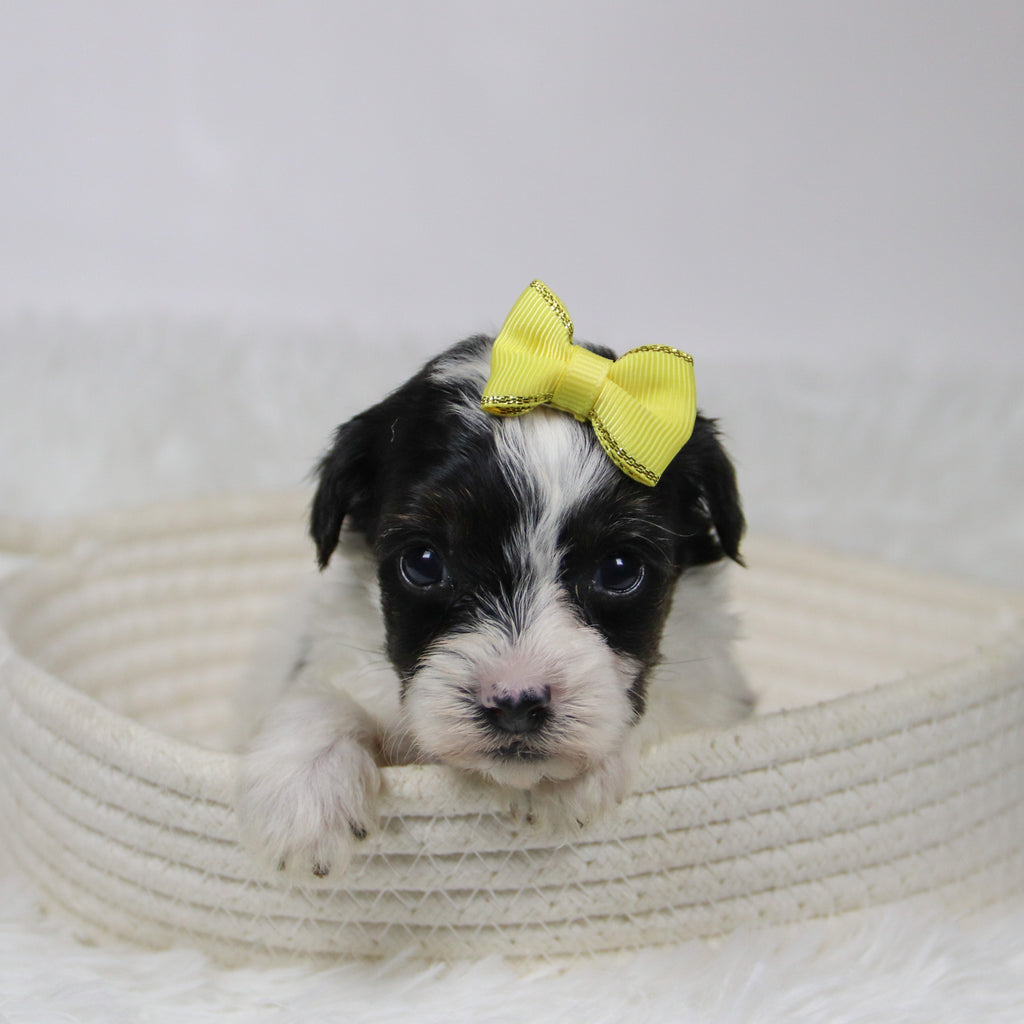 Caledonia - Available 12/10