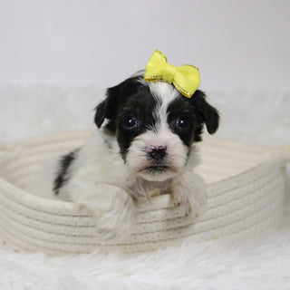 Caledonia - Available Now