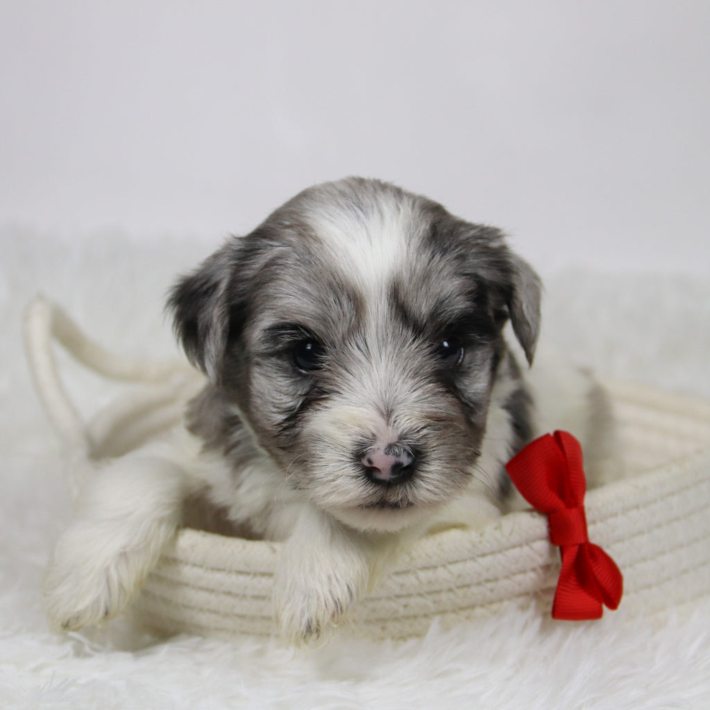 Alfred - Available 12/10