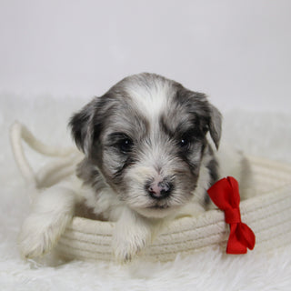 Alfred - Available Now