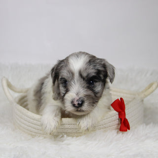 Alfred - Available Now