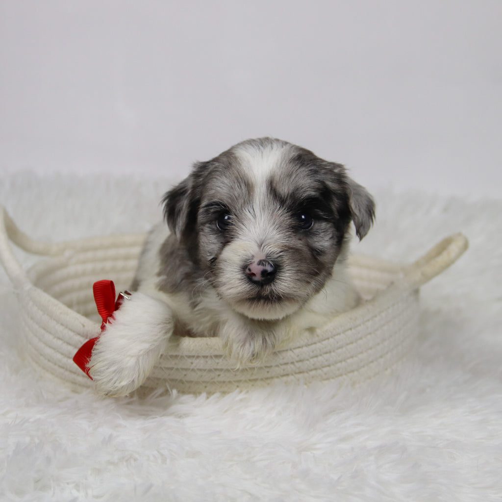 Alfred - Available Now