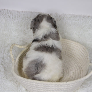 Alfred - Available 12/10