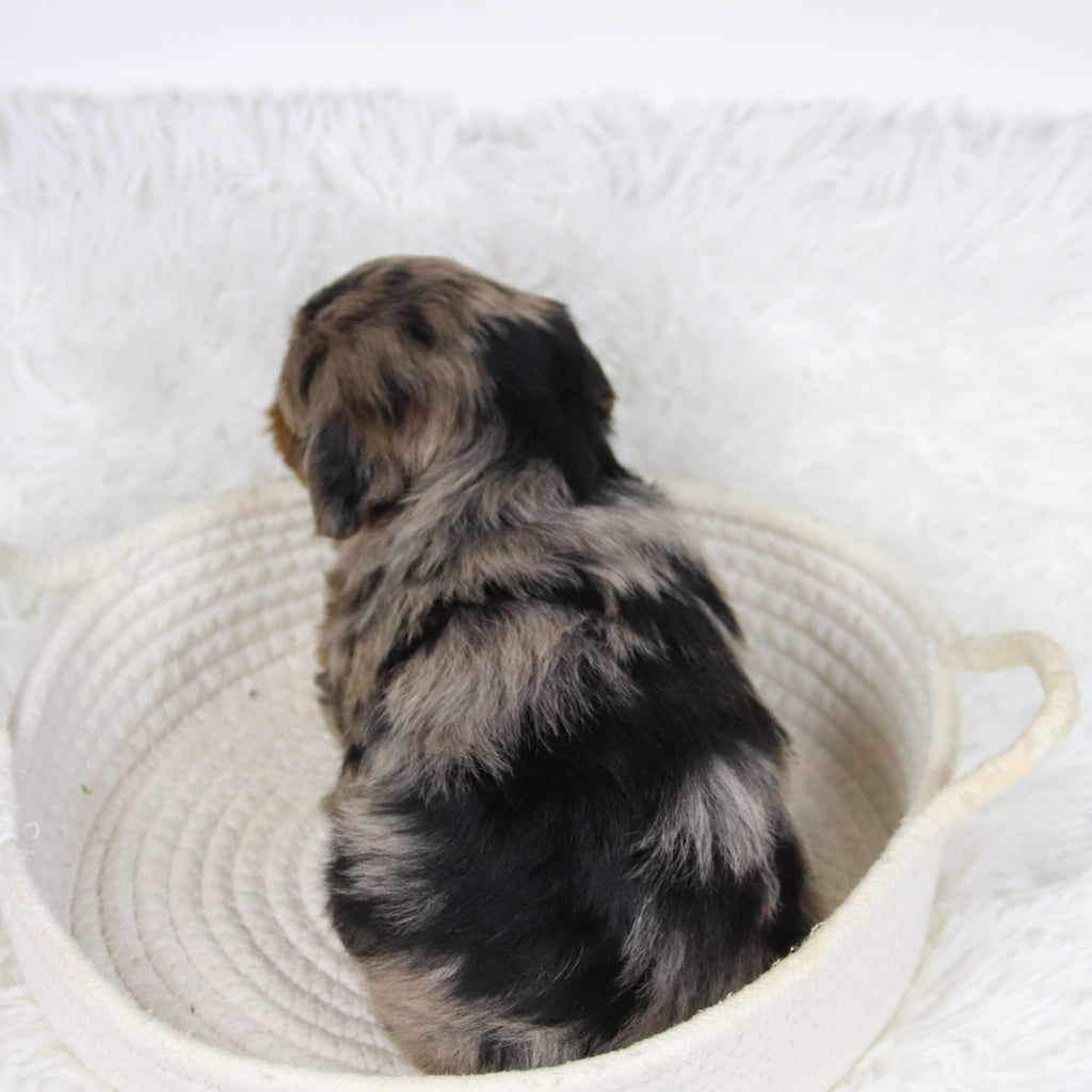 Cabrina - Available 12/10