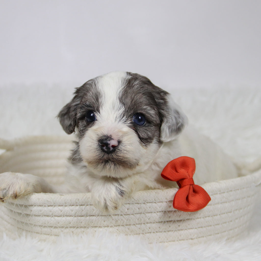 Alfio - Available Now