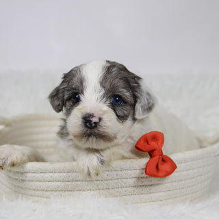 Alfio - Available 12/10