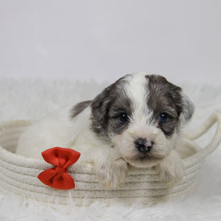 Alfio - Available Now