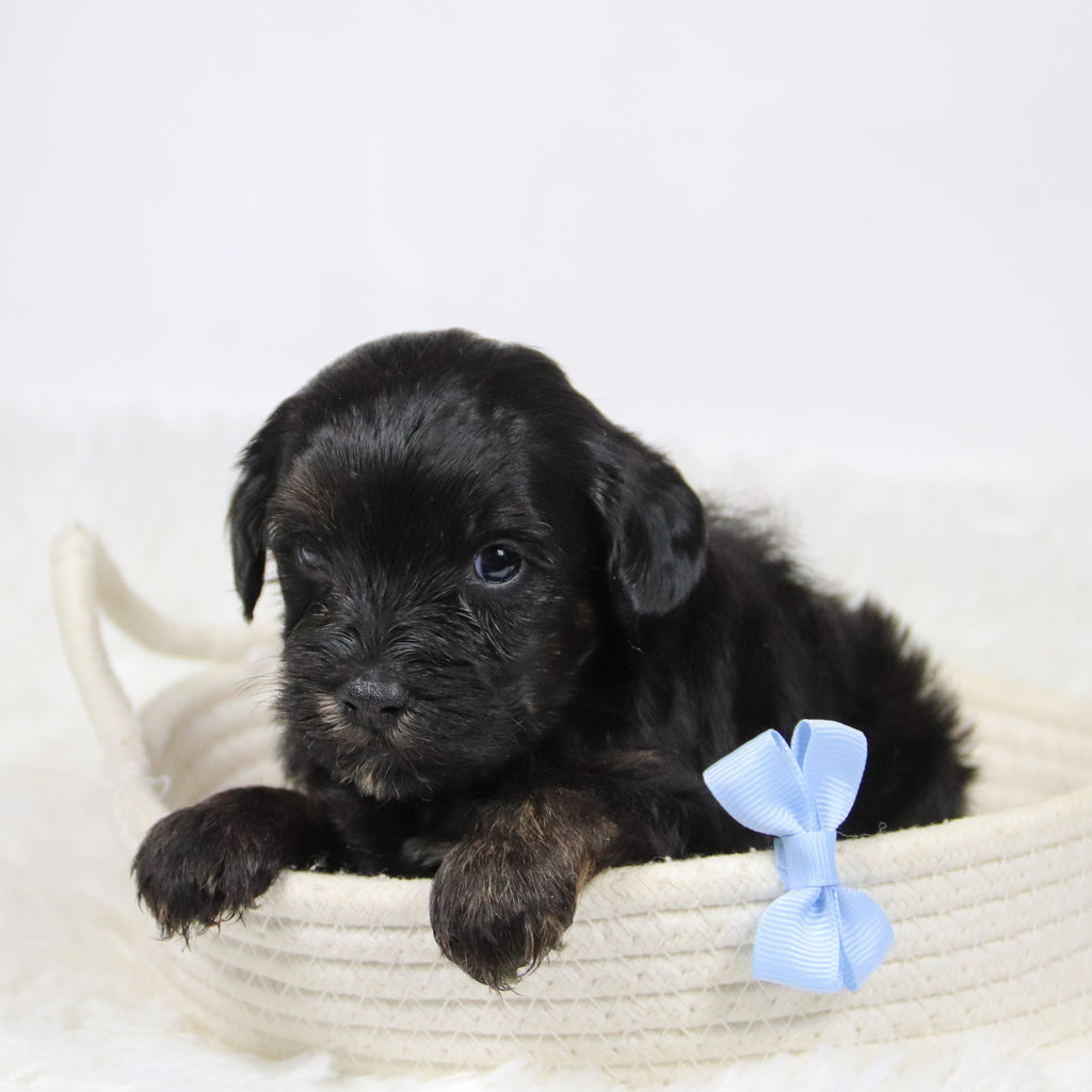 Badar - Available 12/10